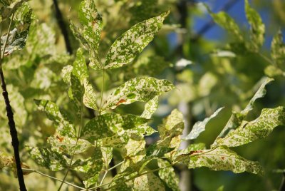 Fraxinus pensylvanica 'Acubifolia' - jasan pensylvánský - letní listy (78)